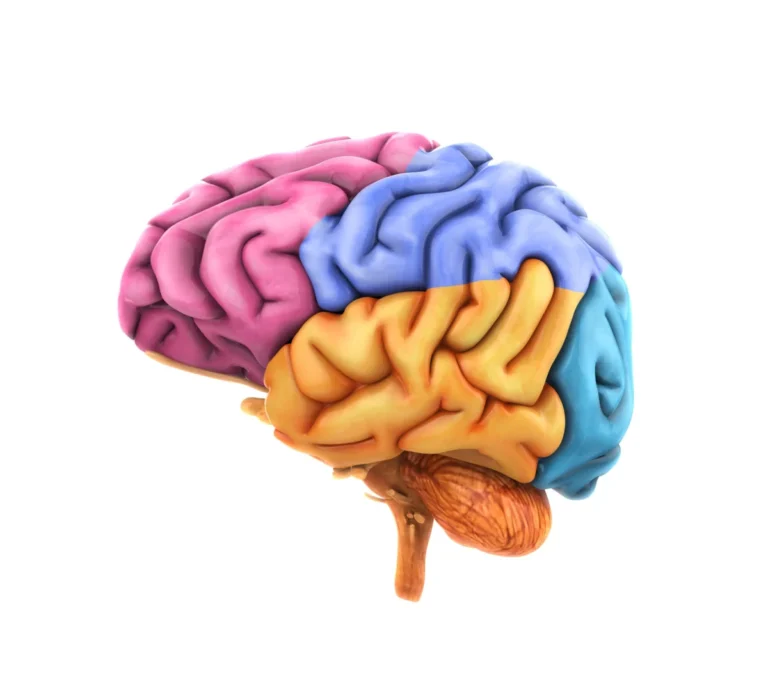 Beyond the Hypothalamus: New UCLA Research Redefines the Neurological Landscape of Narcolepsy