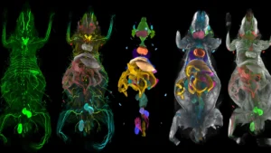 Decoding the Body’s Hidden Blueprint: How AI is Revolutionizing Obesity Research