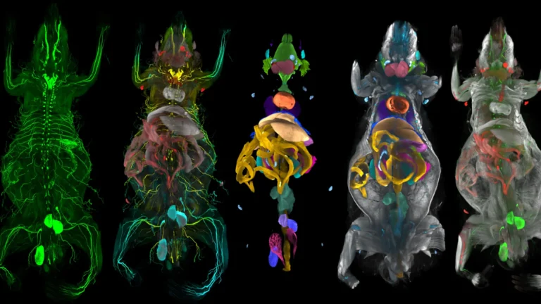Decoding the Body’s Hidden Blueprint: How AI is Revolutionizing Obesity Research