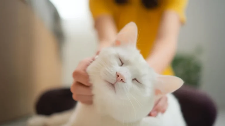 Decoding the Feline Genome: A Landmark Study Reveals the Shared Secrets of Cancer