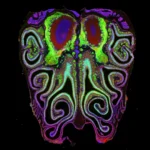 Mapping the Invisible: Harvard Researchers Unveil the Secret Architecture of Smell