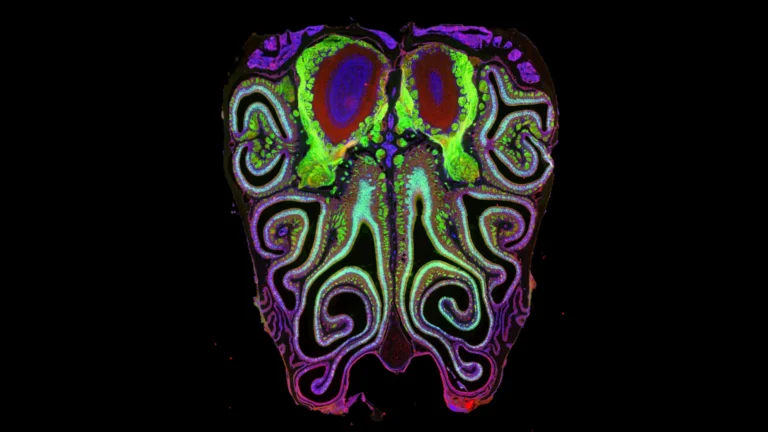 Mapping the Invisible: Harvard Researchers Unveil the Secret Architecture of Smell