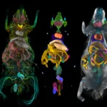 Mapping the Invisible: How AI and "Transparent Mice" Are Revolutionizing Our Understanding of Systemic Disease