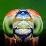 Nature’s Masterclass in Design: How Dragonflies and Humans Converged on Red Vision