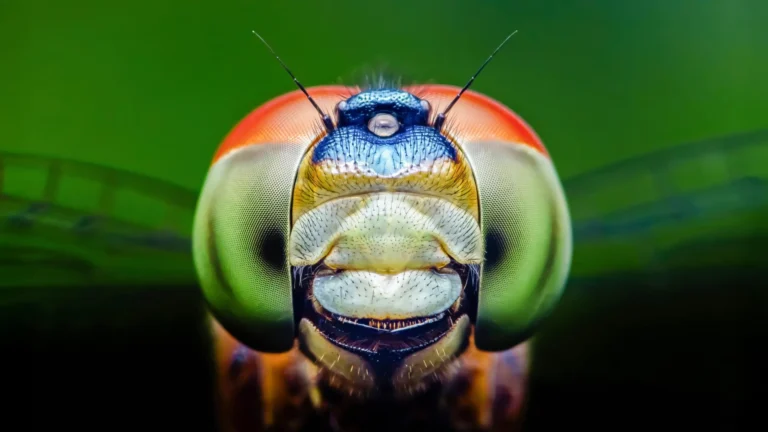 Nature’s Masterclass in Design: How Dragonflies and Humans Converged on Red Vision