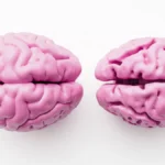 Preserving Brain Integrity: New Research Reveals How "Brain Age" Buffers Alzheimer’s Cognitive Decline