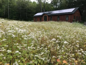 Reclaiming the Soul: Inside Inner Fire’s Bold Alternative to the Psychiatric Paradigm