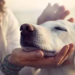 The Low-Pressure Paradigm: Redefining Stress Management for Bipolar Disorder and Anxiety