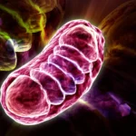 The Metabolic Gatekeeper: How Leucine Fine-Tunes Cellular Energy Production