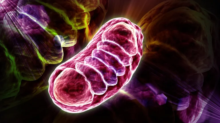 The Metabolic Gatekeeper: How Leucine Fine-Tunes Cellular Energy Production