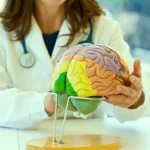 The Neurological Architecture of Bipolar Impulsivity: Moving Beyond the Willpower Myth