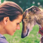 The Sentinel at the Feet: How Canines Serve as Biological Early Warning Systems for Bipolar Disorder