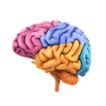 Beyond the Hypothalamus: New UCLA Findings Redefine the Biological Basis of Narcolepsy