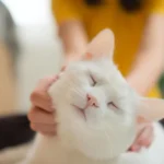 Decoding the Feline Genome: A Landmark Study Reveals Deep Links Between Cat and Human Cancer