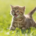 Feline Companionship and Pediatric Respiratory Health: New Research Challenges Long-Held Assumptions