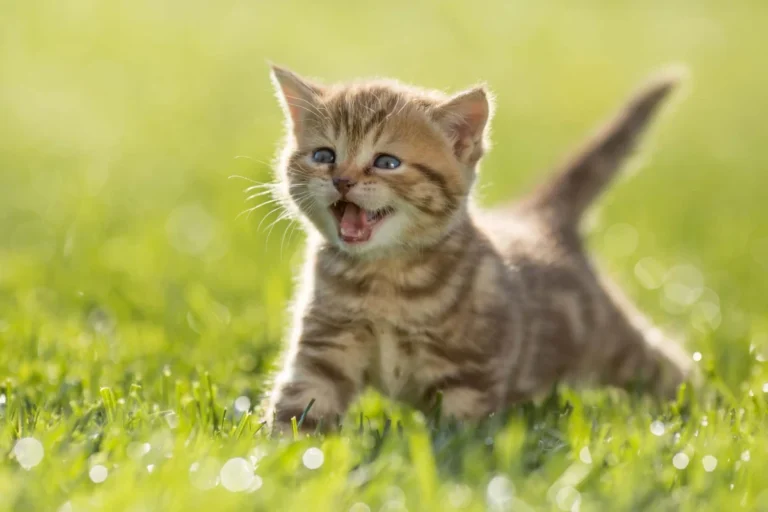 Feline Companionship and Pediatric Respiratory Health: New Research Challenges Long-Held Assumptions