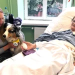 The Healing Paw: Poland Moves to Guarantee Pet Visitation Rights in Palliative Care