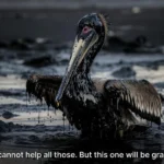 The Invisible Spill: Comparing the Deepwater Horizon Disaster to the Crisis in Modern Psychiatry