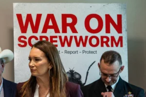 The Return of the Plague: U.S. Scrambles to Contain New World Screwworm Outbreak