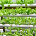 The Root of the Revolution: How Danish Researchers are Rewriting the Future of Global Agriculture