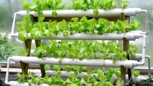 The Root of the Revolution: How Danish Researchers are Rewriting the Future of Global Agriculture