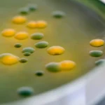 The Siege Strategy: How a Microbial "Megacluster" Could Rewrite the Future of Antibiotic Discovery