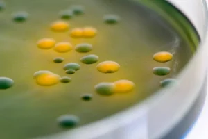 The Siege Strategy: How a Microbial "Megacluster" Could Rewrite the Future of Antibiotic Discovery