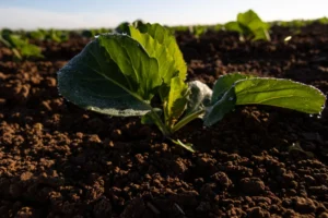 A Bitter Harvest: The Lettuce Industry Faces a Dual Crisis of Supply and Safety