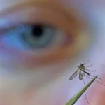 A Dangerous Surge: West Nile Virus Off to Record-Breaking Early Start in the U.S.