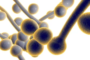 A New Frontier in Mycology: Olorofim Offers Hope for Refractory Valley Fever