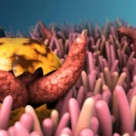 Beyond the Outbreak: Navigating the Hidden World of Foodborne Parasites