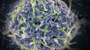 Bridging the Protection Gap: Could Existing Ebola Vaccines Curb the Bundibugyo Outbreak?