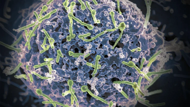 Bridging the Protection Gap: Could Existing Ebola Vaccines Curb the Bundibugyo Outbreak?