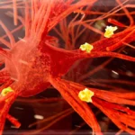 Could a Century-Old Tuberculosis Vaccine Be the Key to Preventing Alzheimer’s?