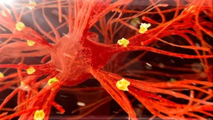 Could a Century-Old Tuberculosis Vaccine Be the Key to Preventing Alzheimer’s?