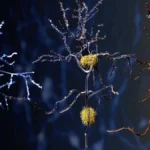 Lifestyle Interventions May Shield the Aging Brain: New Insights from the POINTER Trial
