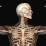Muscle as Medicine: The Paradigm Shift Redefining Human Longevity
