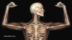 Muscle as Medicine: The Paradigm Shift Redefining Human Longevity