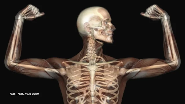 Muscle as Medicine: The Paradigm Shift Redefining Human Longevity