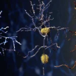 The Accelerated Mind: How Metabolic Syndrome Drives Premature Brain Aging