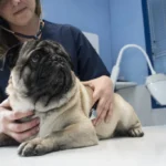 The Return of a Biological Nightmare: The Resurgence of the New World Screwworm in the United States