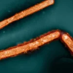 The Silent Shift: Why H5N1 Bird Flu’s Affinity for Mammary Glands Is Changing the Fight Against Outbreaks