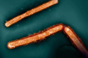 The Silent Shift: Why H5N1 Bird Flu’s Affinity for Mammary Glands Is Changing the Fight Against Outbreaks