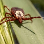 The Silent Summer Surge: Understanding the Escalating Threat of Tick-Borne Diseases