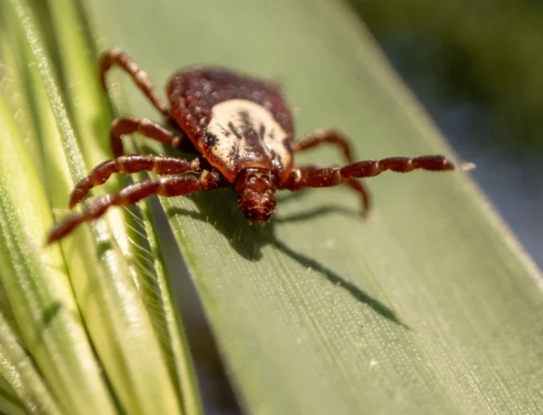The Silent Summer Surge: Understanding the Escalating Threat of Tick-Borne Diseases