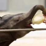 A Pioneering Fight: The Tiny Elephant at the Center of a Global Medical Breakthrough