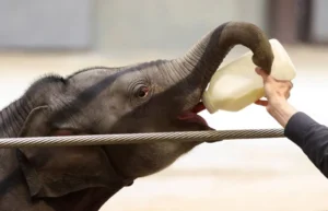 A Pioneering Fight: The Tiny Elephant at the Center of a Global Medical Breakthrough