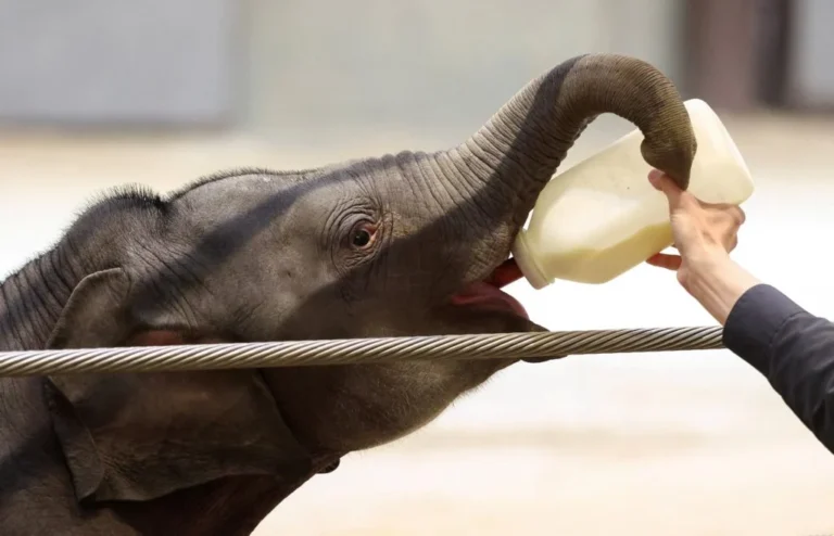 A Race Against Time: How One Calf Could Rewrite the Future of Asian Elephant Conservation