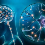 Beyond Suppression: Yale Researchers Uncover the Surprising Role of "Hunger Neurons" in GLP-1 Weight Loss