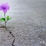 Beyond the Boundaries of Pain: How Daily Peer Support is Redefining Resilience